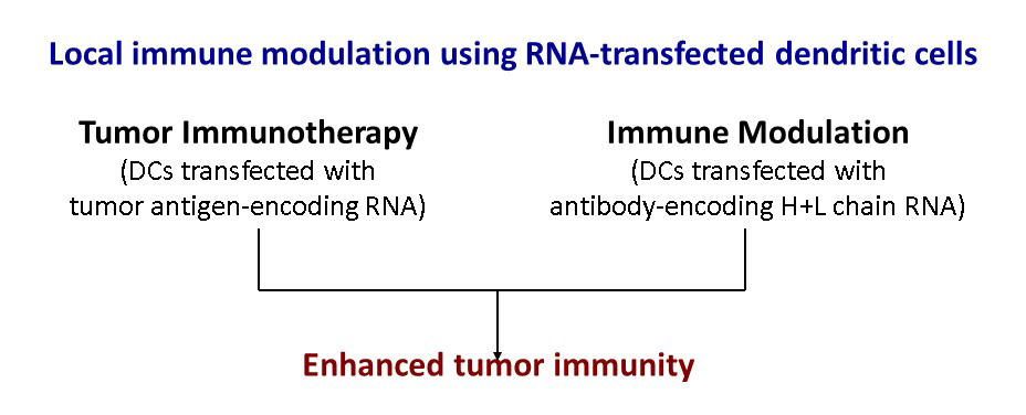 Illustration of local immune modulation using RNA-transfected dendritic cells