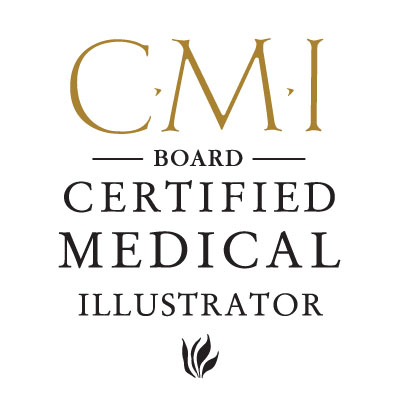 Logo for the board of certified medical illustrators