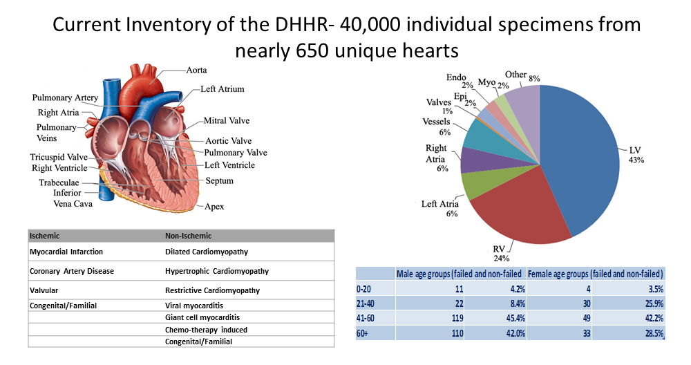 Human Heart Repository graphic