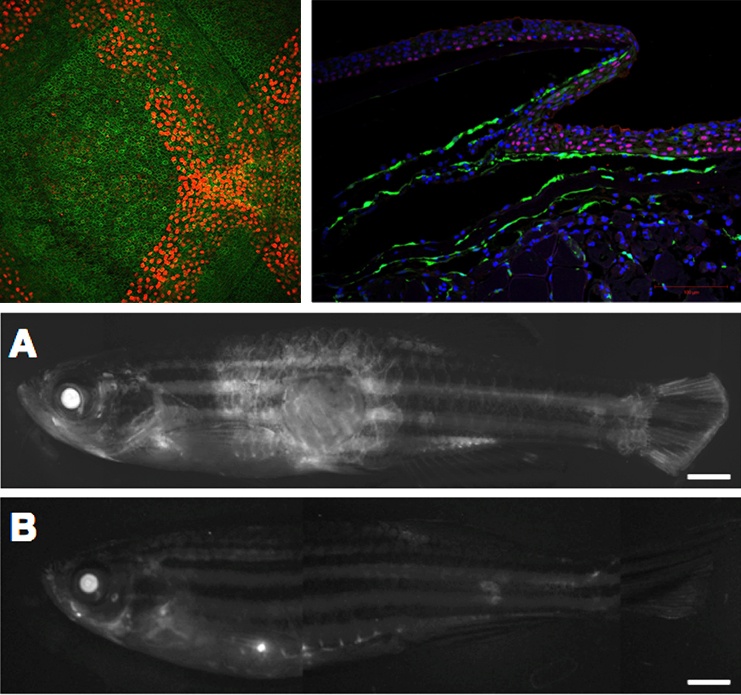 Zebrafish lab images