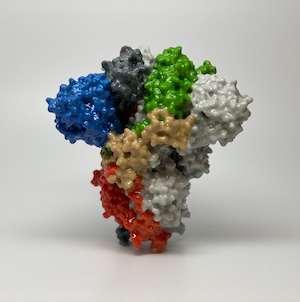 3D Model Novel-Coronavirus-SARS-CoV-2-Spike-Protein