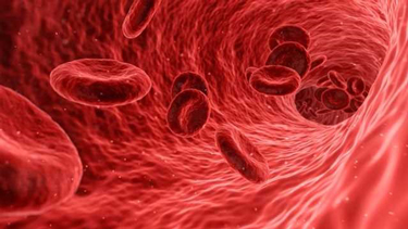 Red blood cells