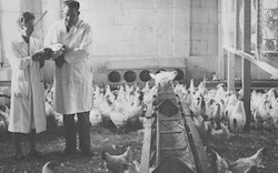 Dr. Joseph Beard and his wife Dorothy Beard identified two cancer viruses that cause leukemia in chickens in 1958. Photo courtesy of Duke Med Archives.