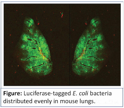 Luciferase-tagged E. coli in mouse lungs