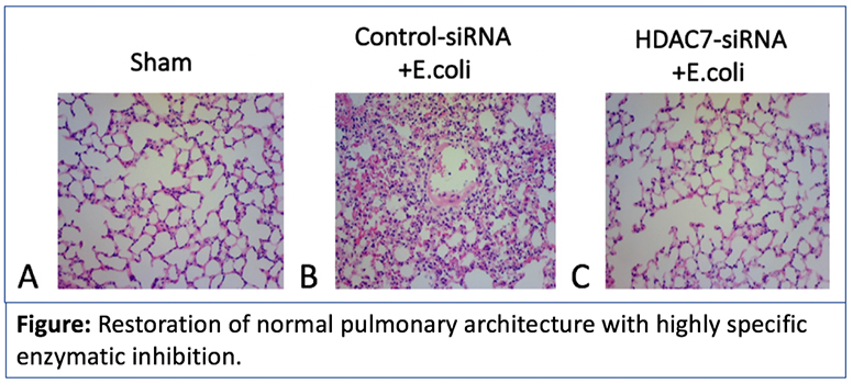 Figure showing the restoration of normal pulmonary architecture with highly specific enzymatic inhibition