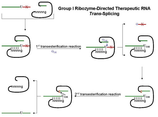 Illustration of ribozyme-directed therapeutic RNA trans-splicing