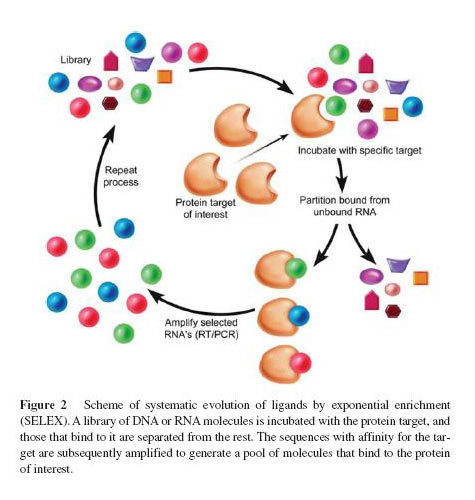 Illustration of the SELEX process