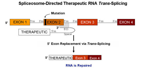 Illustration of spliceosome-directed therapeutic RNA trans-splicing