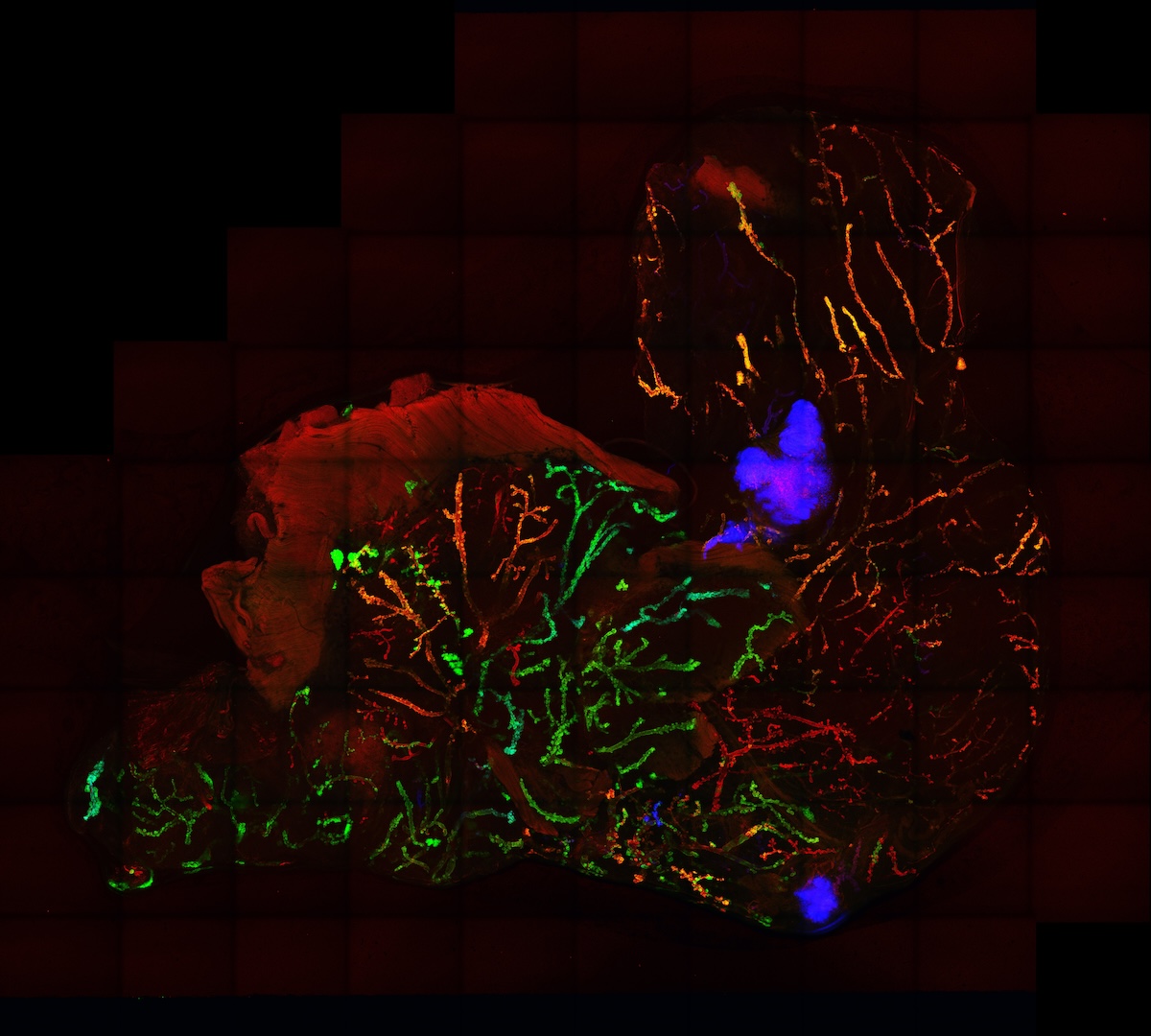 Mouse mammary gland co-expressing fluorescent labels