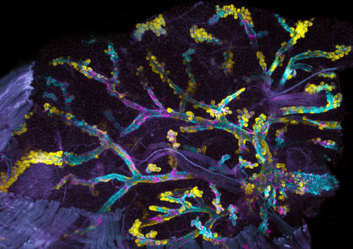 Mouse mammary gland with three fluorescent cancer causing genes