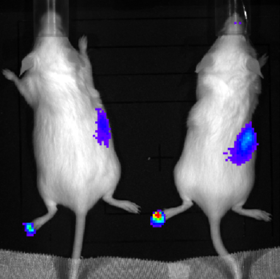 Imaging of two mice with highlighted regions indicating fluorescence.