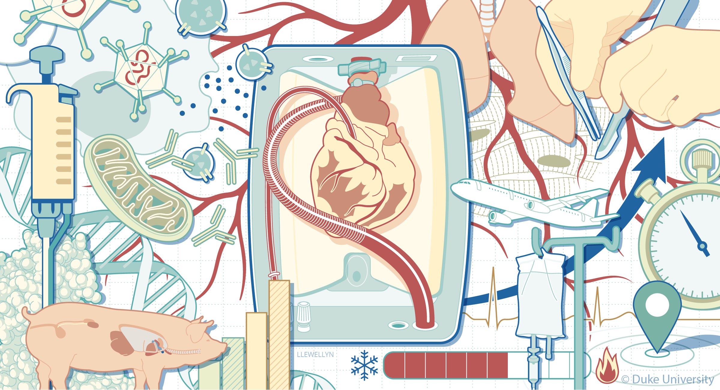 Illustrative collage of the research and clinical care factors impacted by ex vivo utilization