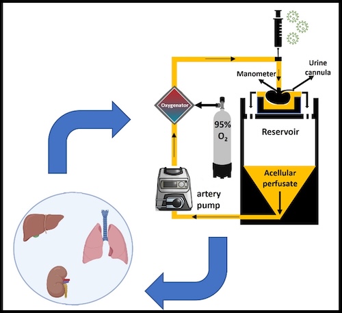 EVMP-mediated AAV delivery paradigm.