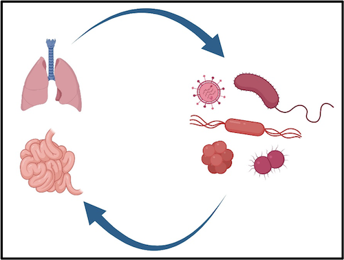 Lungs and intestines host rich microbiomes that we hypothesize exert profound reciprocal influence on one another
