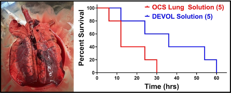 The laboratory recently tested a modified perfusate (“DEVOL Solution”) during EVMP that yielded a considerable increase in lung graft preservation. Ongoing tests now seek to address phenomena like pressure necrosis (left) that manifest during extended perfusion.
