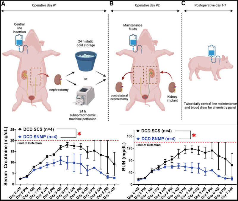 Figure depicts a porcine model of kidney auto-transplantation established in our laboratory.