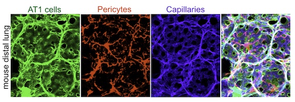 A collage of images showing cells under microscopes