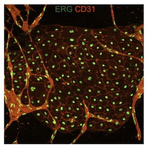 Ex vivo culture model