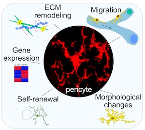 an illustration depicting the role of pericytes