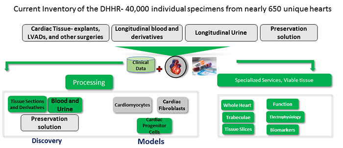 Human Heart Repository graphic