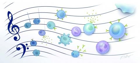 Graphic illustration of an 'immune symphony'