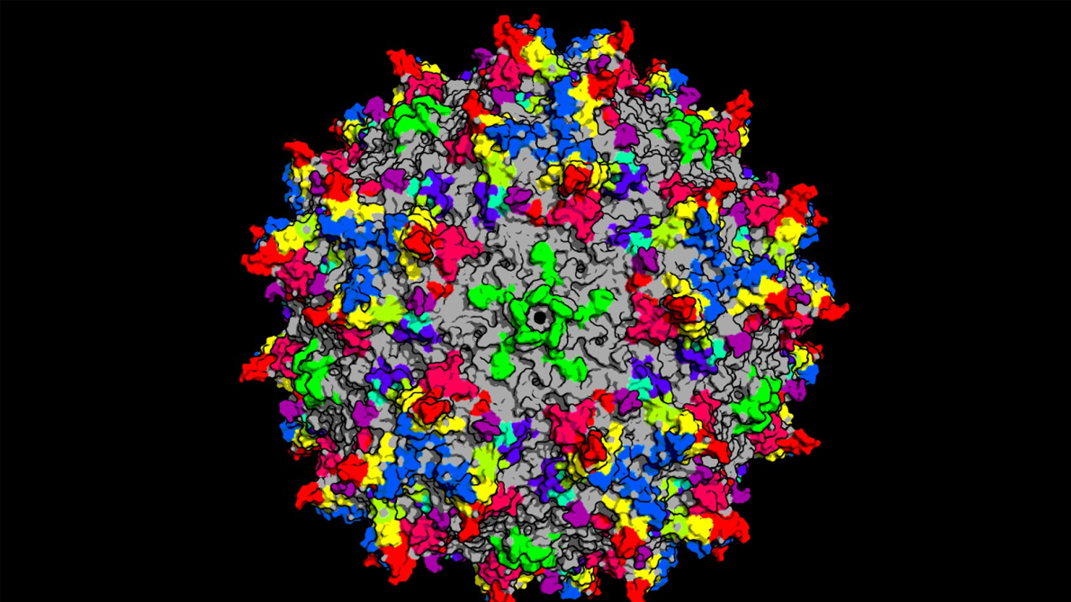 Illustration depicting engineered AAV variants designed to enter T cells via the CD7 receptor, enabling precise delivery to immune cells critical for CAR-T therapy.