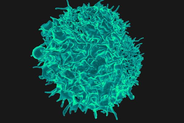 T lymphocyte