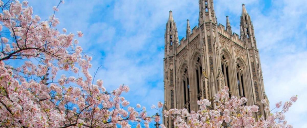 Duke Chapel with cherry blossoms