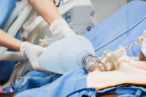 Intubated Patient Receiving Oxygen through Ambu Bag