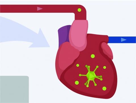 Illustration of a heart with a bioluminescent luciferase gene