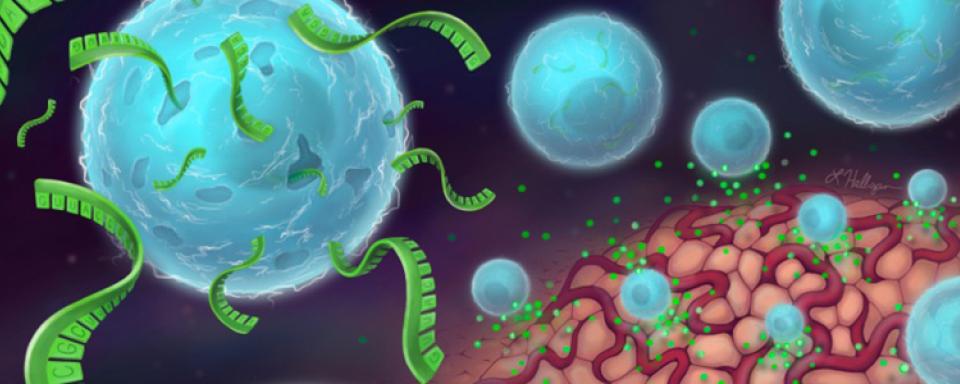 Banner for the Immunology, Inflammation, and Immunotherapy Lab