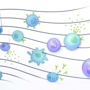 Graphic illustration of an 'immune symphony'